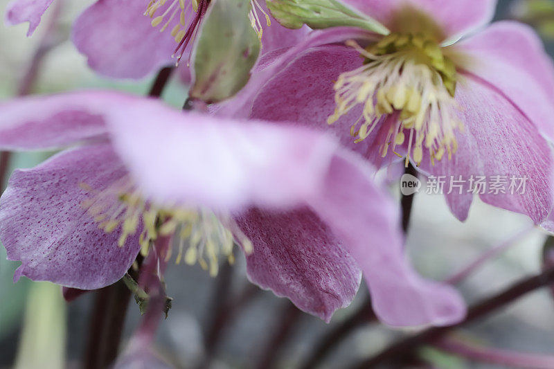 四旬期玫瑰(Helleborus orientalis)